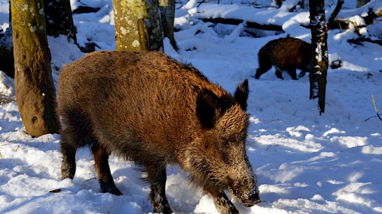 Privé-wildexcursie hartje Veluwe