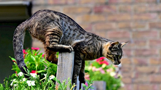 Kat in de tuin