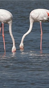 Foeragerende flamingo&amp;amp;amp;amp;#039;s gespot in het Zwillbrocker Venn net over de grens