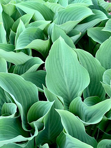 Wie kent hem niet? De hosta is een hele welkome plant in de tuin (liefst niet in de volle zon) om je border wat meer 'body' te geven. Ze zijn er in allerlei soorten groen. Van geelgroen tot bijna grijs. Met bonte bladeren en effen.