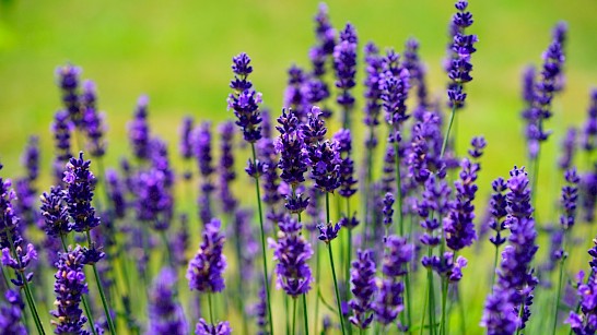 lavendel