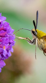 Een zeldzame Glasvleugelpijlstaart in eigen tuin ontdekt (geüpload door Irma van der Kolkjonkman)